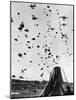 Troops Parachuting into Korea-null-Mounted Photographic Print