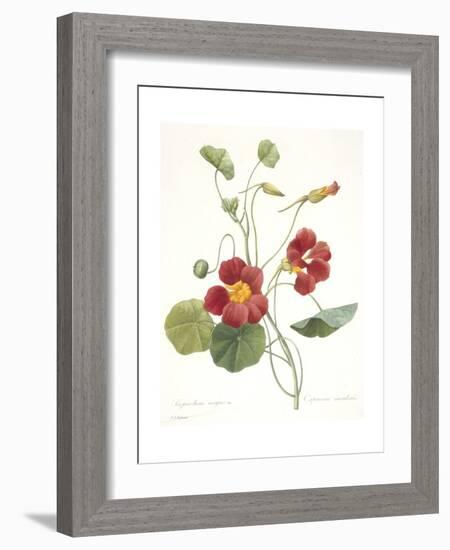 Tropaeolum Majus (Garden Nasturtium), 1827-Pierre Joseph Redoute-Framed Giclee Print