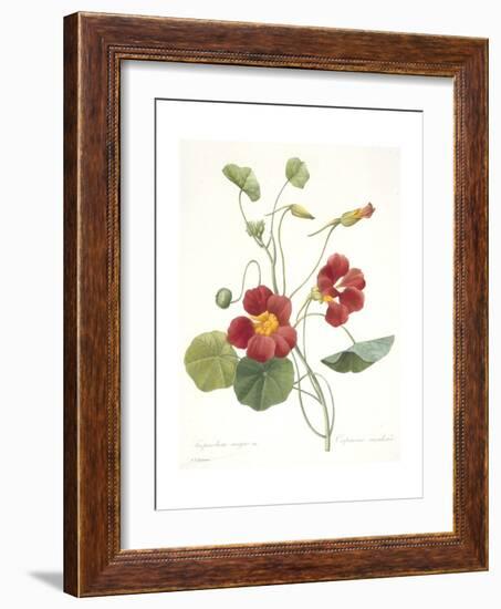 Tropaeolum Majus (Garden Nasturtium), 1827-Pierre Joseph Redoute-Framed Giclee Print