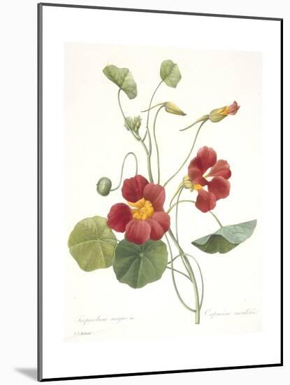 Tropaeolum Majus (Garden Nasturtium), 1827-Pierre Joseph Redoute-Mounted Giclee Print