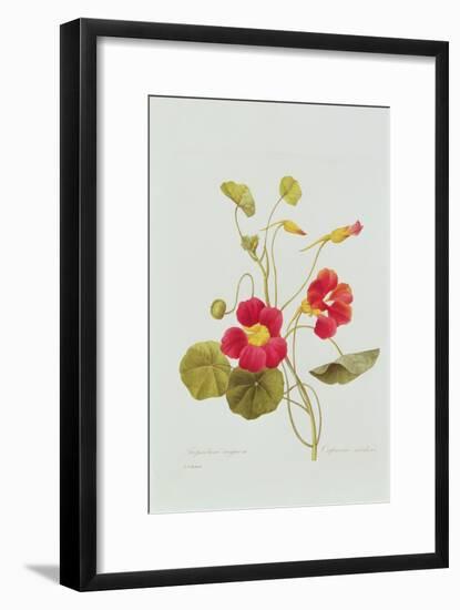 Tropaeolum Majus Var (Nasturtium)-Pierre-Joseph Redouté-Framed Giclee Print