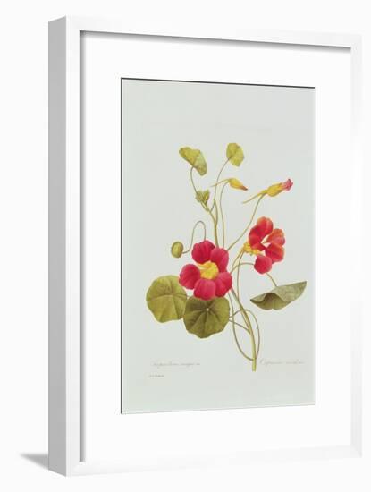 Tropaeolum Majus Var (Nasturtium)-Pierre-Joseph Redouté-Framed Giclee Print