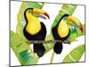 Tropcial Toucan Pair-Mary Escobedo-Mounted Art Print