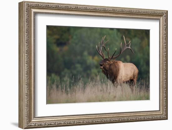 Trophy Bull Elk Pennsylvania-null-Framed Art Print