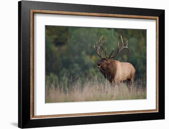 Trophy Bull Elk Pennsylvania-null-Framed Art Print