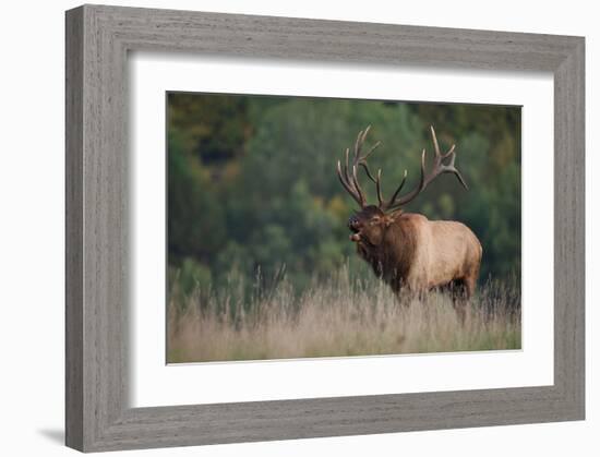 Trophy Bull Elk Pennsylvania-null-Framed Art Print