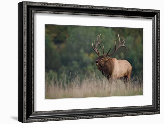 Trophy Bull Elk Pennsylvania-null-Framed Art Print