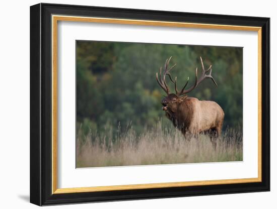 Trophy Bull Elk Pennsylvania-null-Framed Art Print