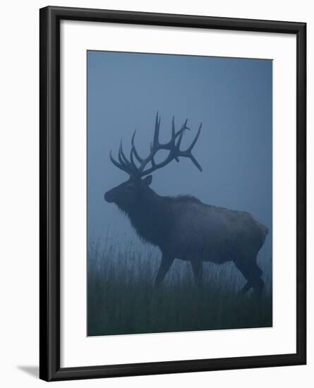 Trophy Bull Elk with Huge Record Class Antlers, in Fog and Mist, in Western Pennsylvania near Benez-Tom Reichner-Framed Photographic Print