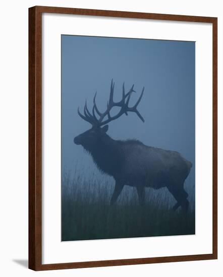 Trophy Bull Elk with Huge Record Class Antlers, in Fog and Mist, in Western Pennsylvania near Benez-Tom Reichner-Framed Photographic Print