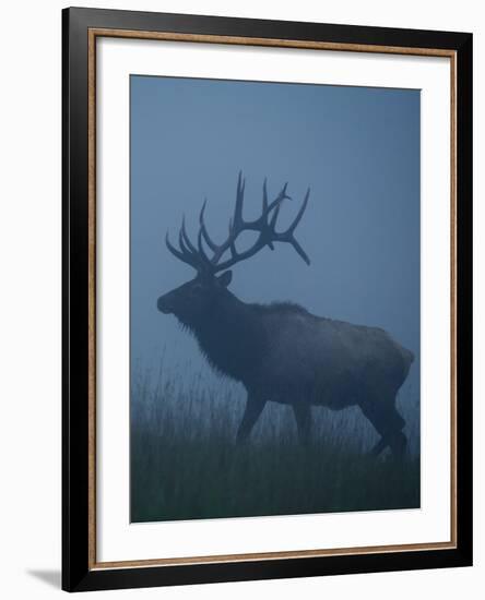 Trophy Bull Elk with Huge Record Class Antlers, in Fog and Mist, in Western Pennsylvania near Benez-Tom Reichner-Framed Photographic Print