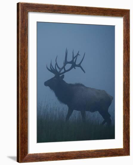 Trophy Bull Elk with Huge Record Class Antlers, in Fog and Mist, in Western Pennsylvania near Benez-Tom Reichner-Framed Photographic Print