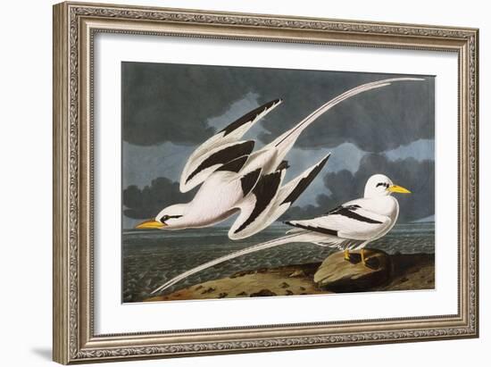 Tropic Bird (Phaeton Athreus), Plate Cclxii, from 'The Birds of America'-John James Audubon-Framed Giclee Print