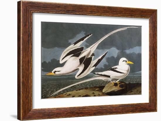 Tropic Bird (Phaeton Athreus), Plate Cclxii, from 'The Birds of America'-John James Audubon-Framed Giclee Print