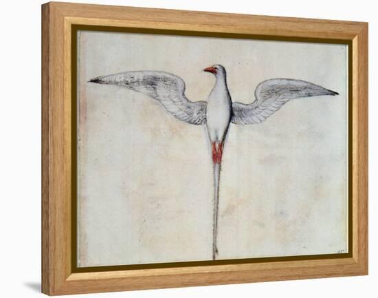 Tropic Bird-John White-Framed Premier Image Canvas