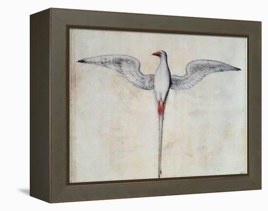 Tropic Bird-John White-Framed Premier Image Canvas