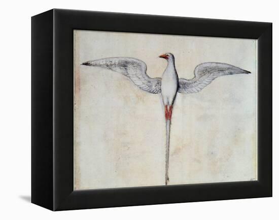 Tropic Bird-John White-Framed Premier Image Canvas