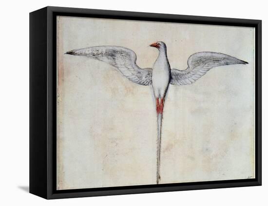 Tropic Bird-John White-Framed Premier Image Canvas