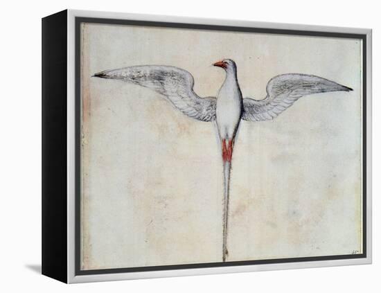 Tropic Bird-John White-Framed Premier Image Canvas