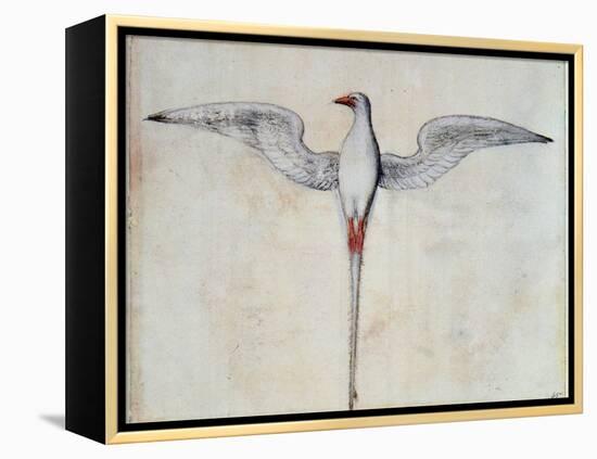 Tropic Bird-John White-Framed Premier Image Canvas