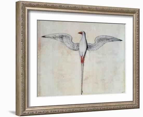 Tropic Bird-John White-Framed Giclee Print