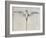 Tropic Bird-John White-Framed Giclee Print