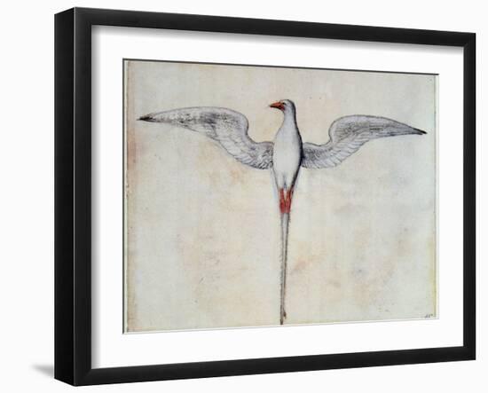 Tropic Bird-John White-Framed Giclee Print