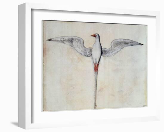 Tropic Bird-John White-Framed Giclee Print