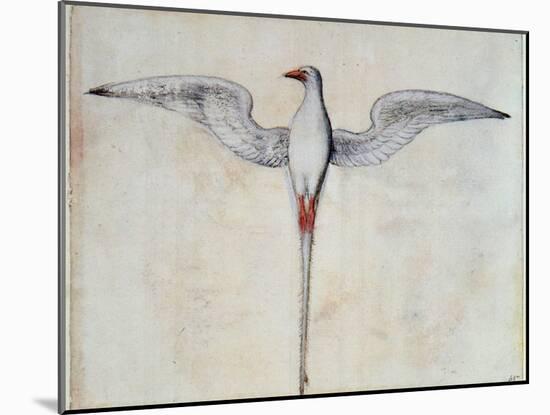 Tropic Bird-John White-Mounted Giclee Print