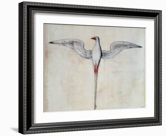 Tropic Bird-John White-Framed Giclee Print