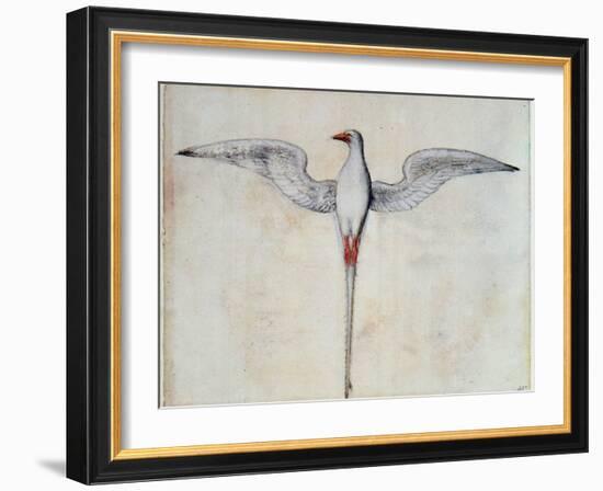 Tropic Bird-John White-Framed Giclee Print