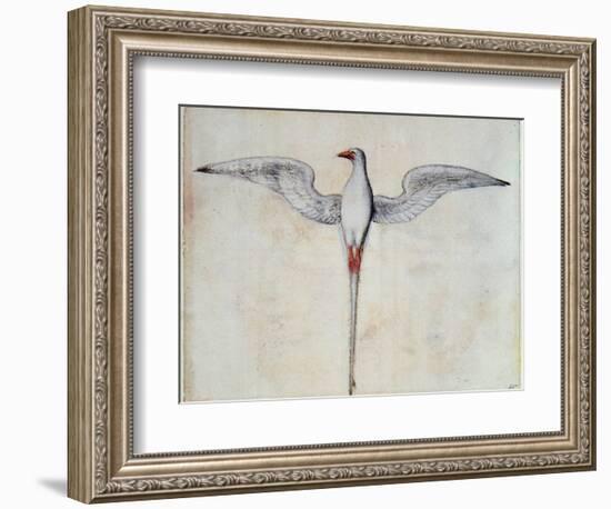 Tropic Bird-John White-Framed Giclee Print