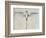 Tropic Bird-John White-Framed Giclee Print