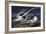 Tropic Bird-John James Audubon-Framed Art Print