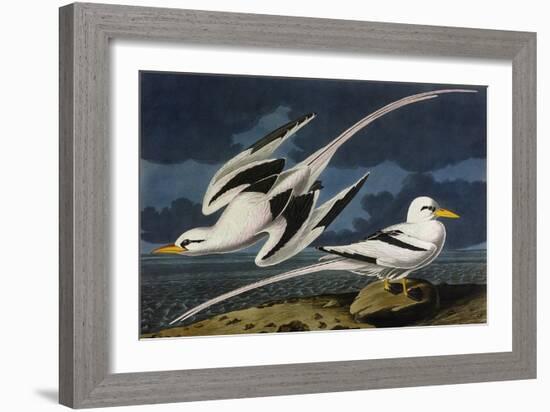 Tropic Bird-John James Audubon-Framed Art Print