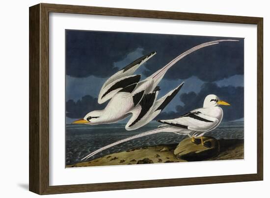 Tropic Bird-John James Audubon-Framed Art Print