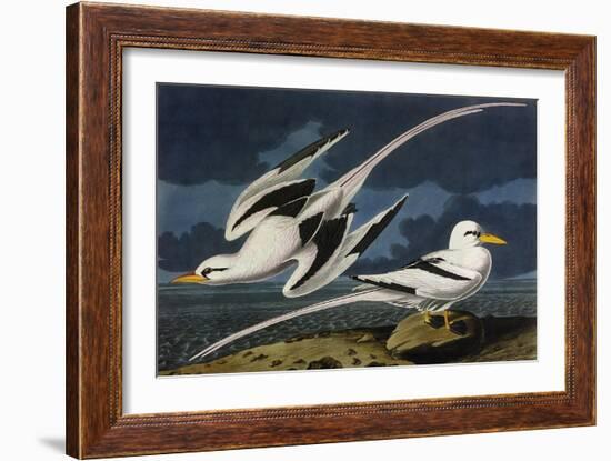 Tropic Bird-John James Audubon-Framed Art Print