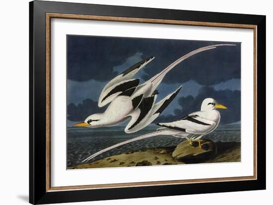 Tropic Bird-John James Audubon-Framed Art Print