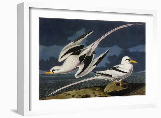 Tropic Bird-John James Audubon-Framed Art Print