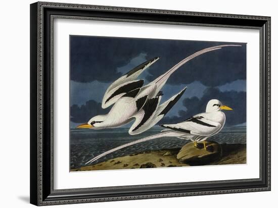 Tropic Bird-John James Audubon-Framed Art Print