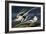 Tropic Bird-John James Audubon-Framed Art Print