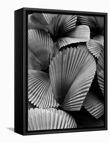 Tropic Family 02-SOIL-Framed Premier Image Canvas