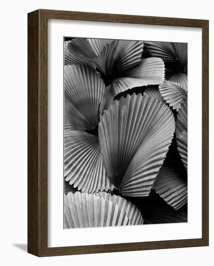 Tropic Family 02-SOIL-Framed Photographic Print