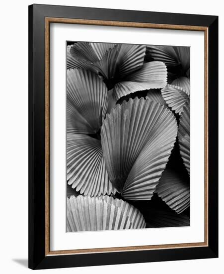 Tropic Family 02-SOIL-Framed Photographic Print