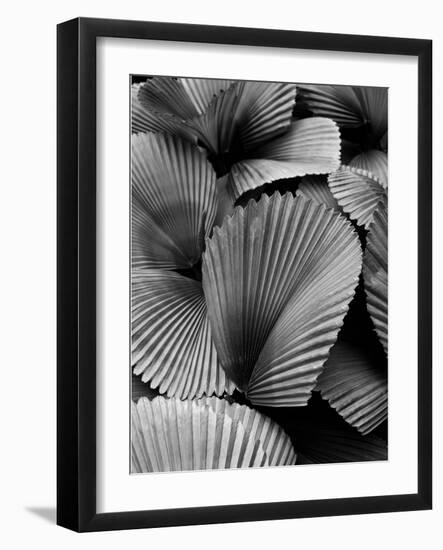 Tropic Family 02-SOIL-Framed Photographic Print