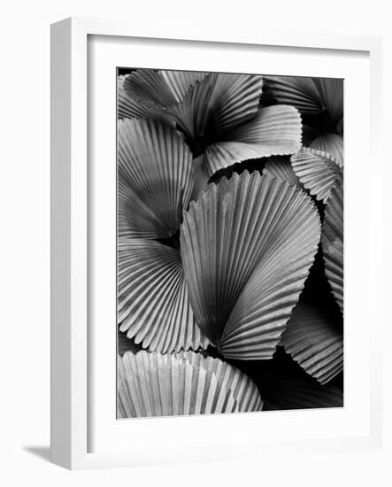 Tropic Family 02-SOIL-Framed Photographic Print