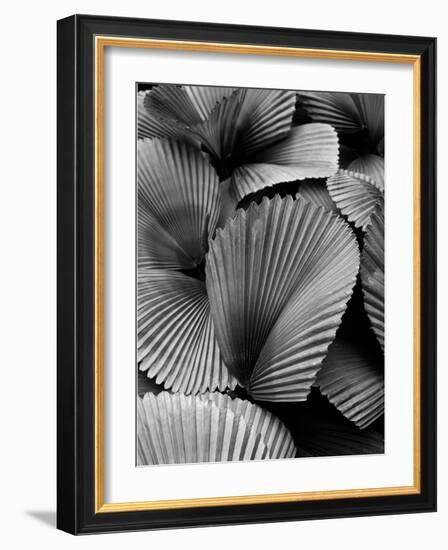 Tropic Family 02-SOIL-Framed Photographic Print