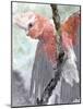 Tropic Parrot II-Stellar Design Studio-Mounted Art Print