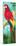 Tropic Parrots I-Jane Slivka-Mounted Art Print