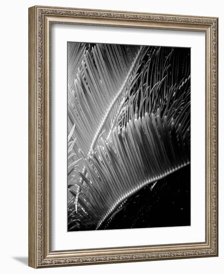 Tropic Tree 02-SOIL-Framed Photographic Print